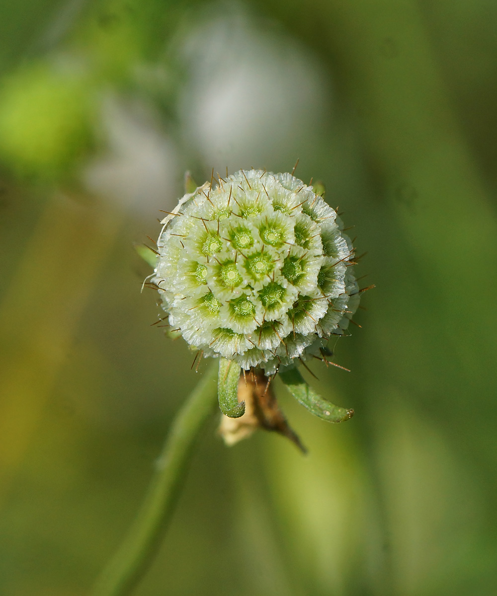 Image of Scabiosa ochroleuca specimen.