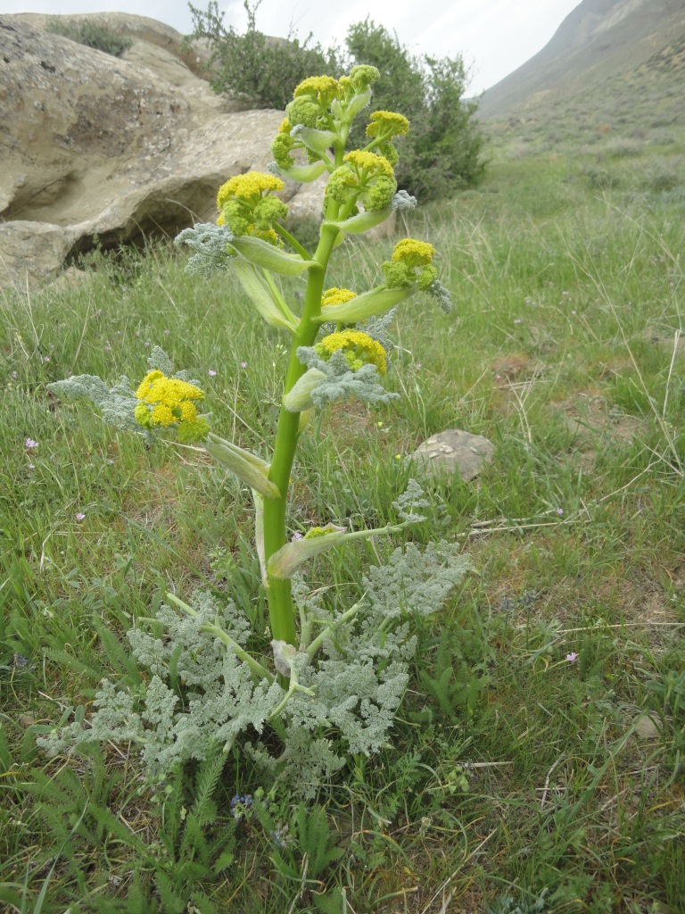 Image of Ferula galbaniflua specimen.