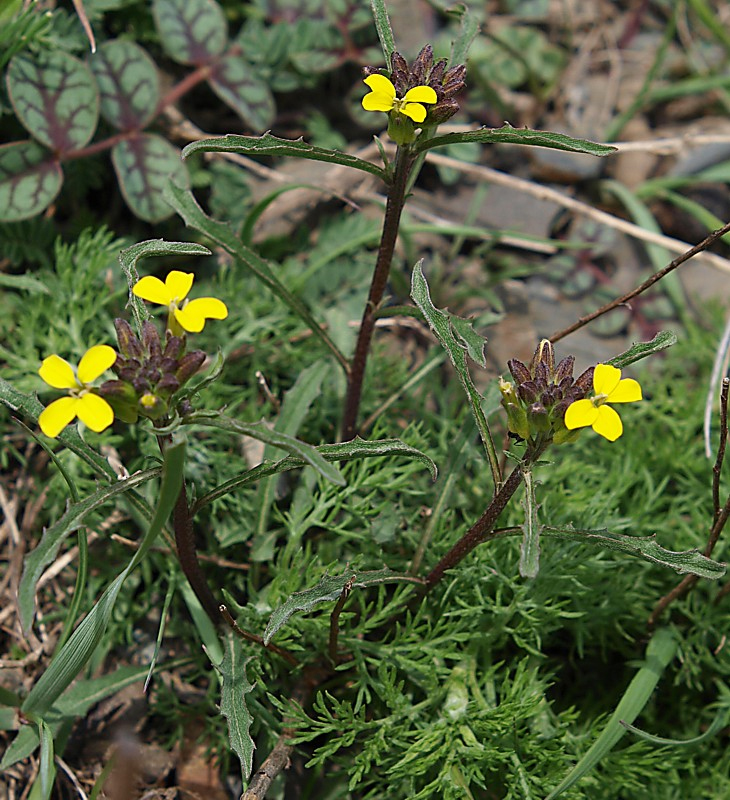 Image of Erysimum substrigosum specimen.