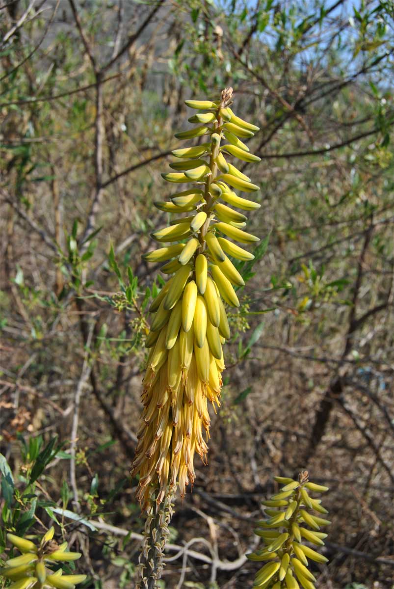 Image of Aloe vera specimen.