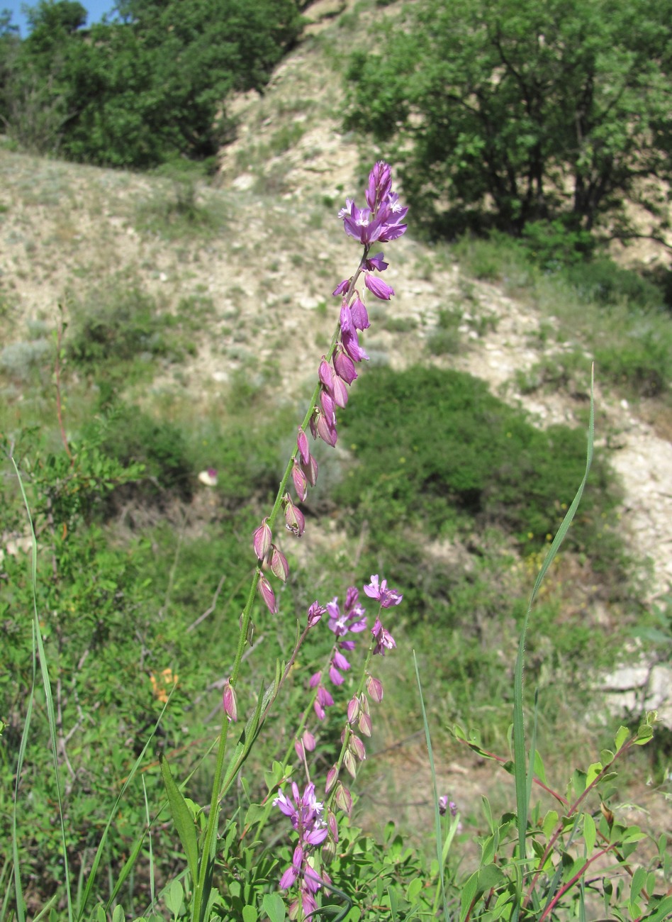 Изображение особи Polygala caucasica.