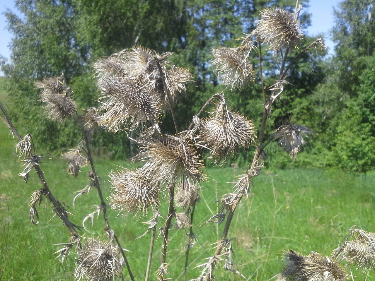 Image of Cirsium vulgare specimen.