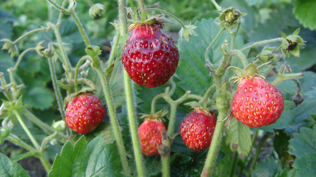 Image of genus Fragaria specimen.