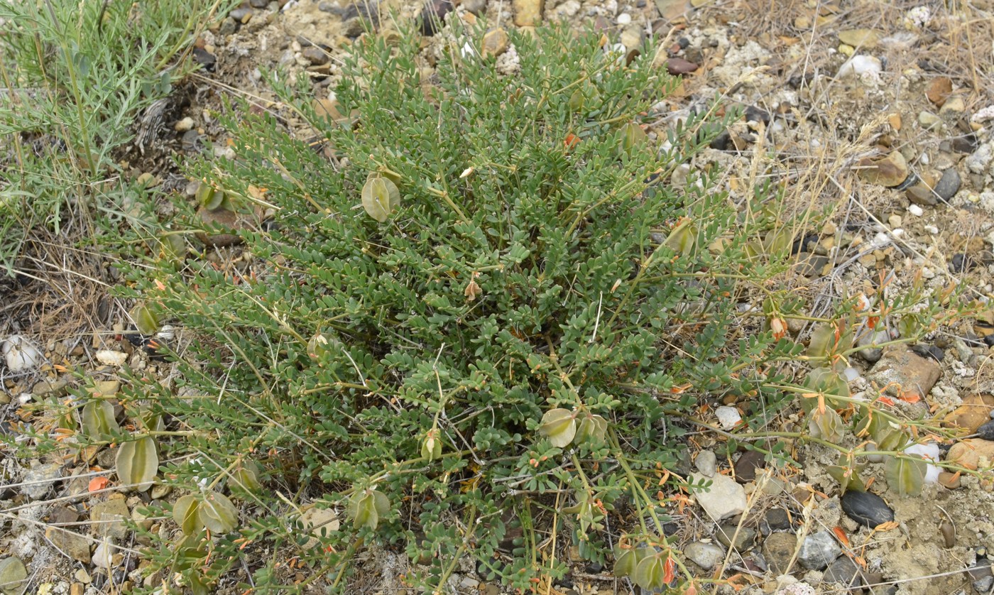 Изображение особи Zygophyllum pinnatum.