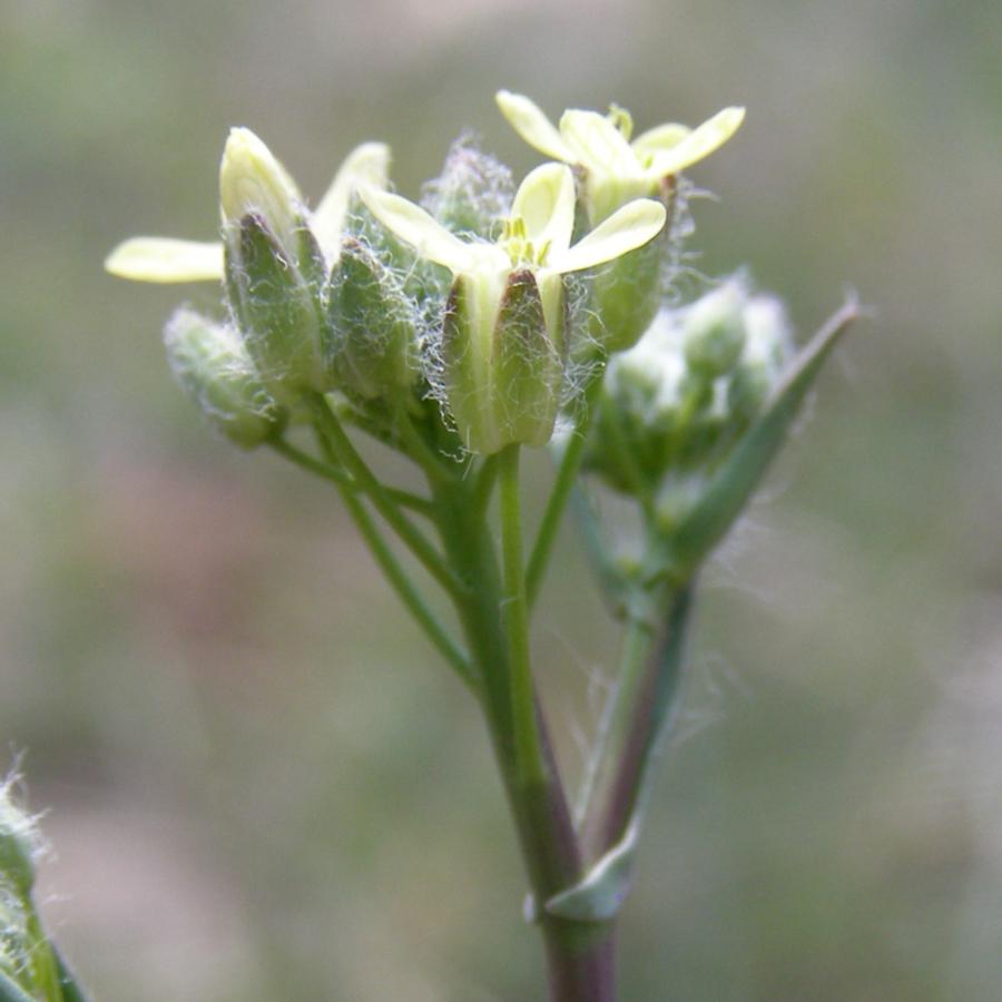 Image of Camelina rumelica specimen.