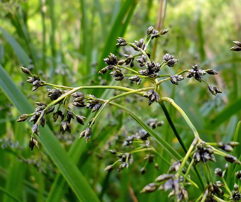 Image of Scirpus sylvaticus specimen.