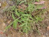 Centaurea scabiosa. Прикорневые листья. Беларусь, Гродненская обл., Новогрудский р-н, Кошелевский сельсовет, деревня Кустино, суходольный злаково-разнотравный луг. 05.10.2018.