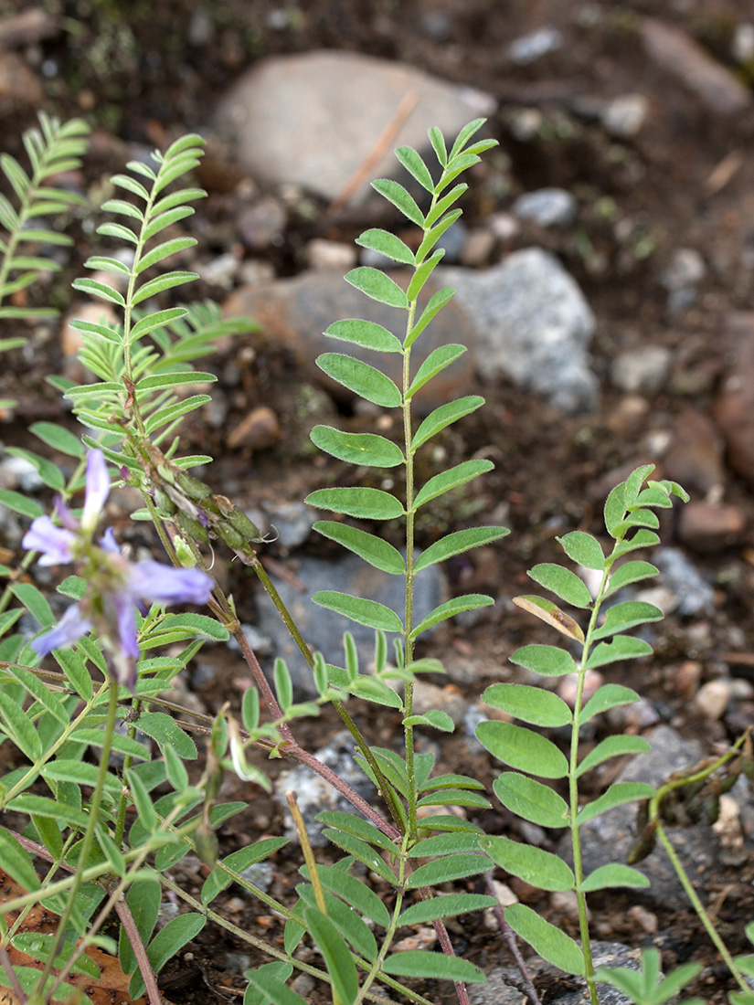 Image of Astragalus subpolaris specimen.