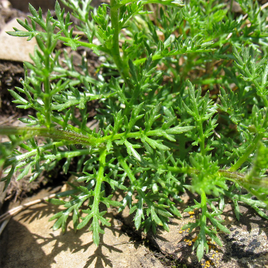 Изображение особи Achillea schurii.