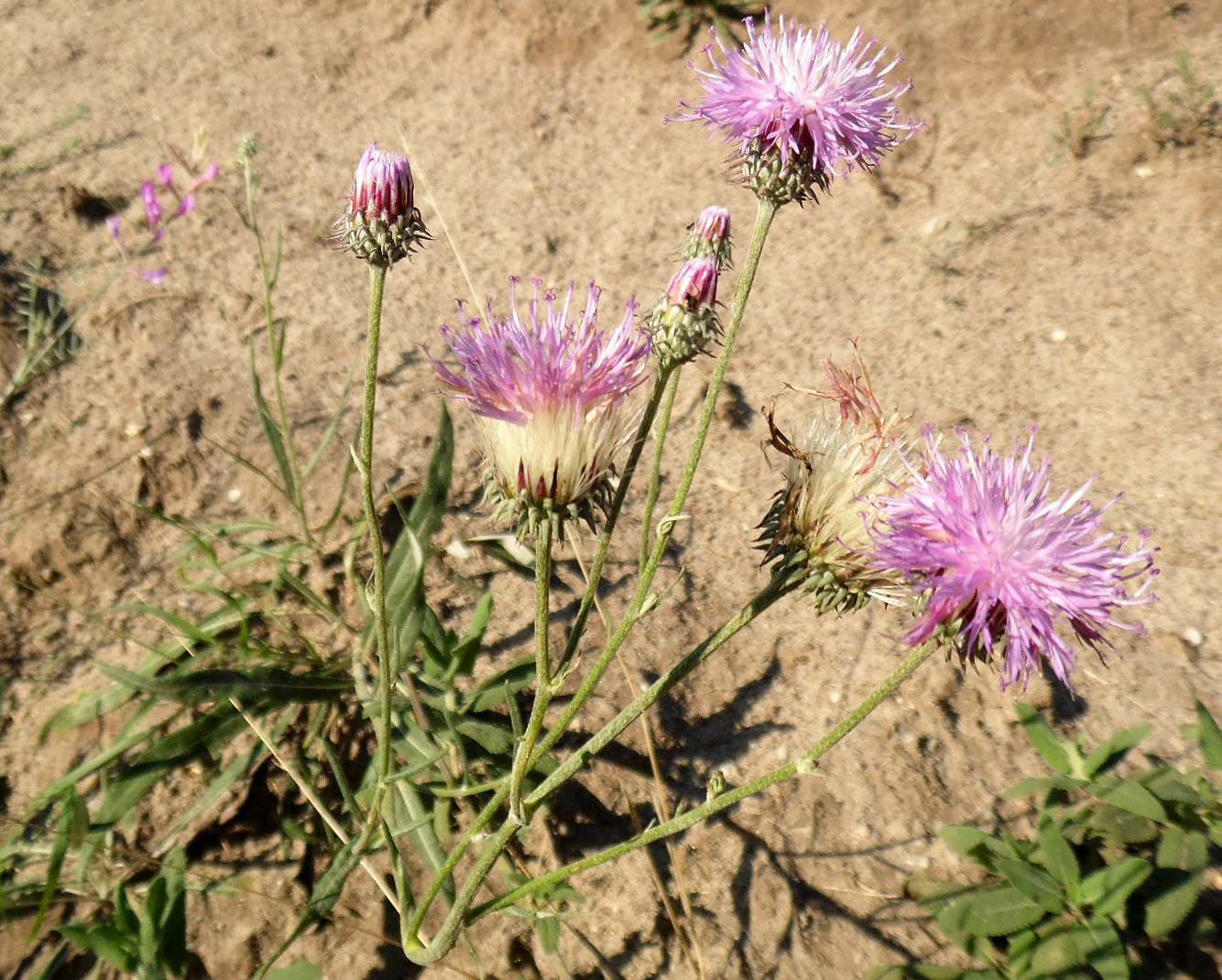 Image of Jurinea salicifolia specimen.