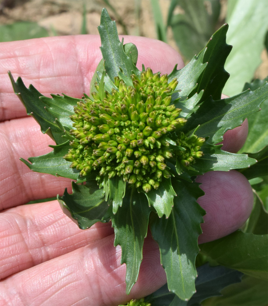 Image of Barbarea vulgaris specimen.