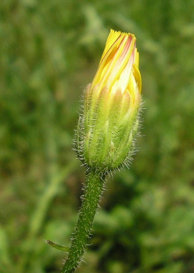 Изображение особи Crepis rhoeadifolia.