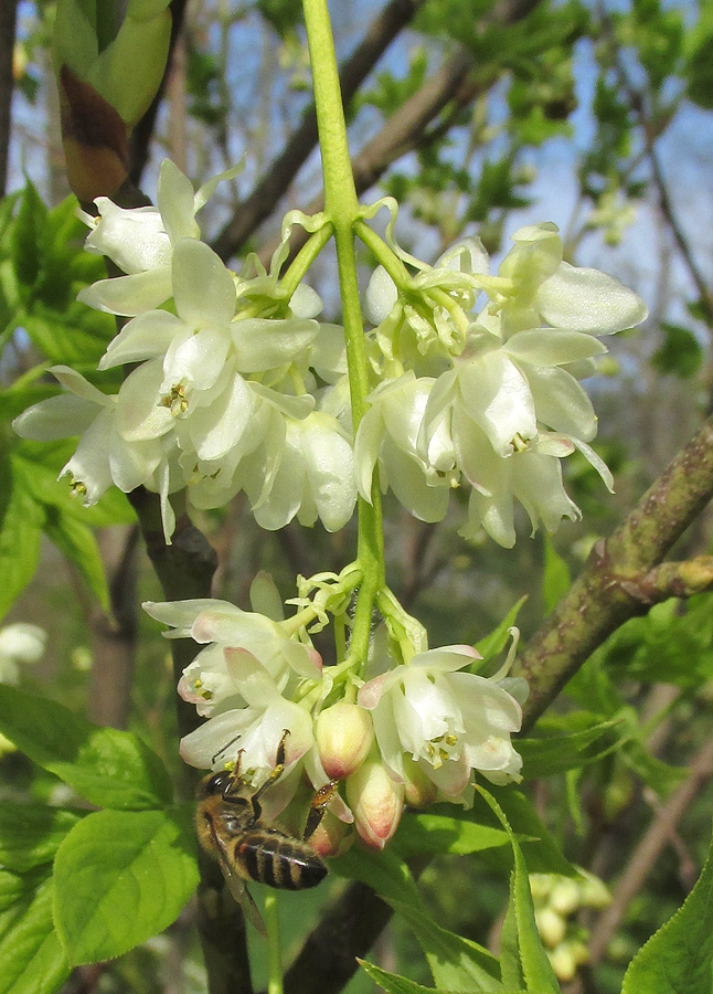 Image of Staphylea pinnata specimen.