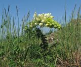 Pedicularis sibthorpii. Цветущее растение. Крым, окр. Судака, гора Чатал-Кая, остепнённый склон на вершине горы. 16 мая 2019 г.