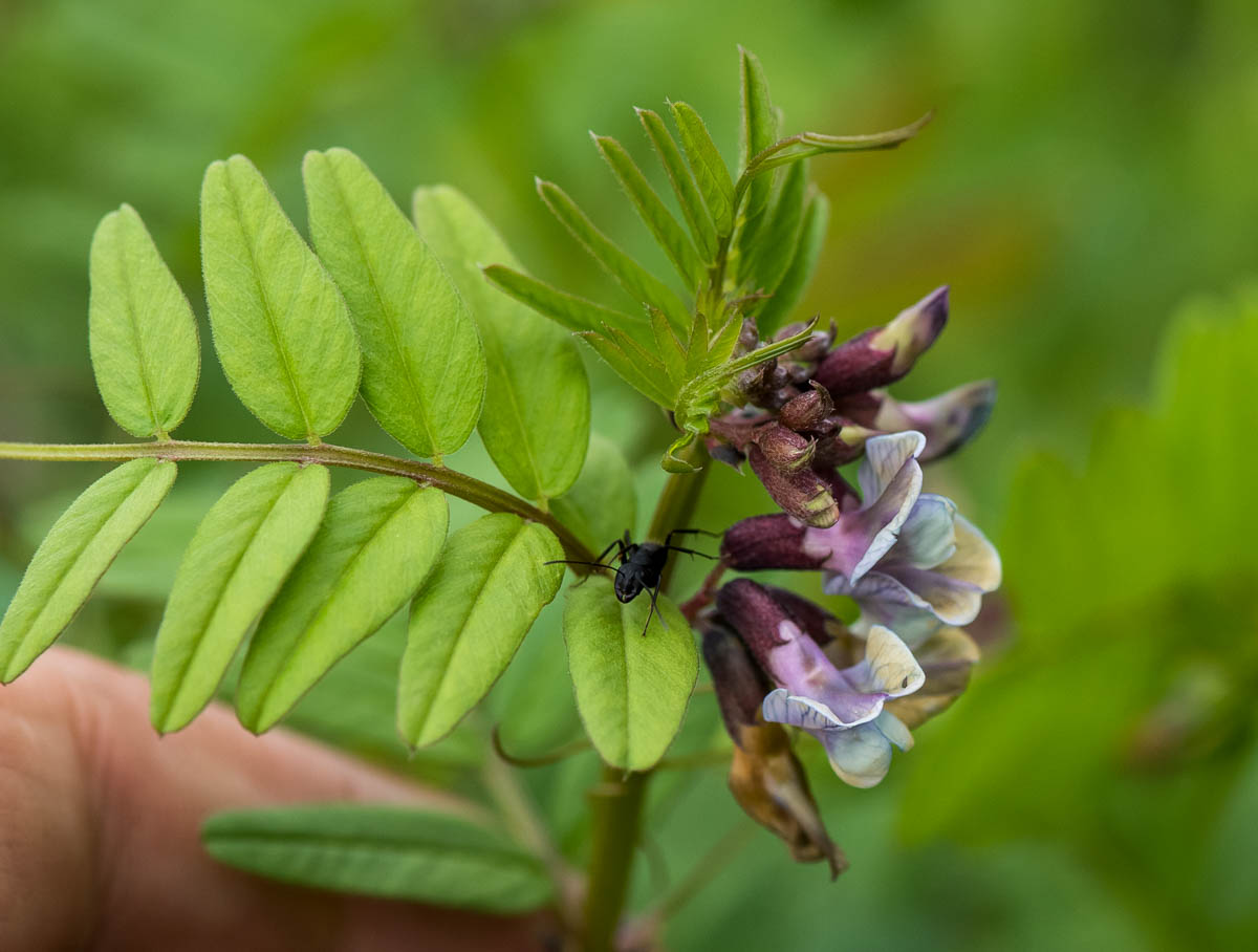 Image of Vicia sepium specimen.