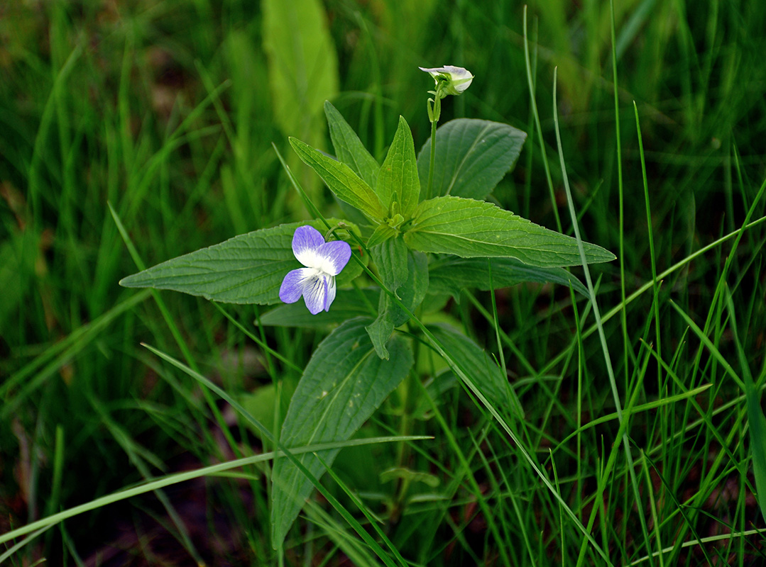 Image of Viola elatior specimen.