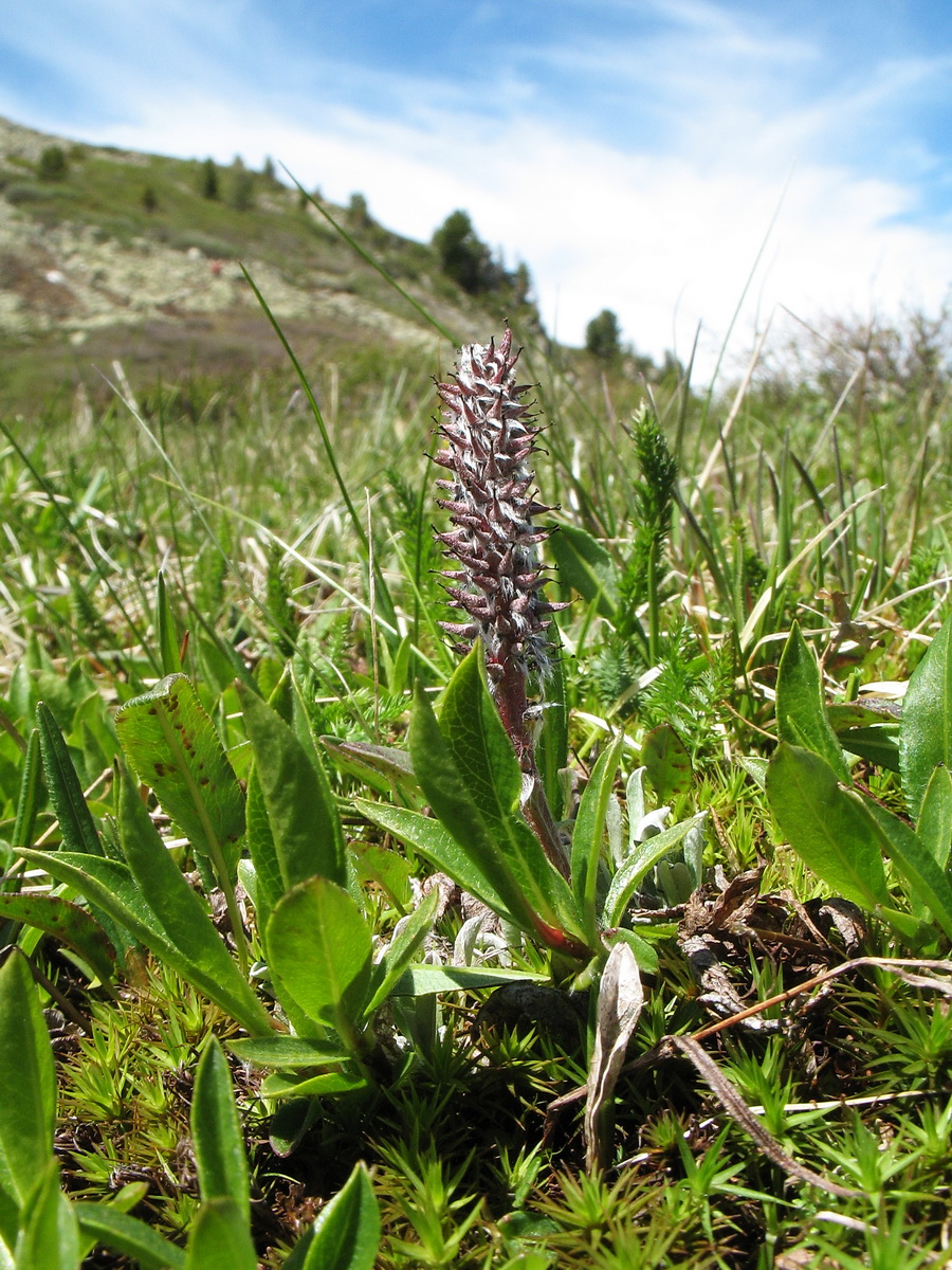 Image of Salix rectijulis specimen.