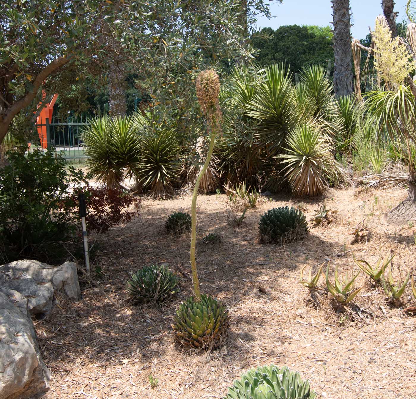 Image of Agave victoriae-reginae specimen.