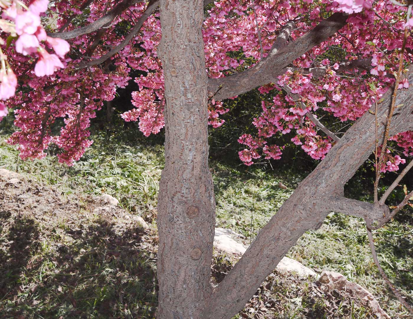 Image of Prunus campanulata specimen.