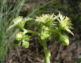 Sempervivum ruthenicum