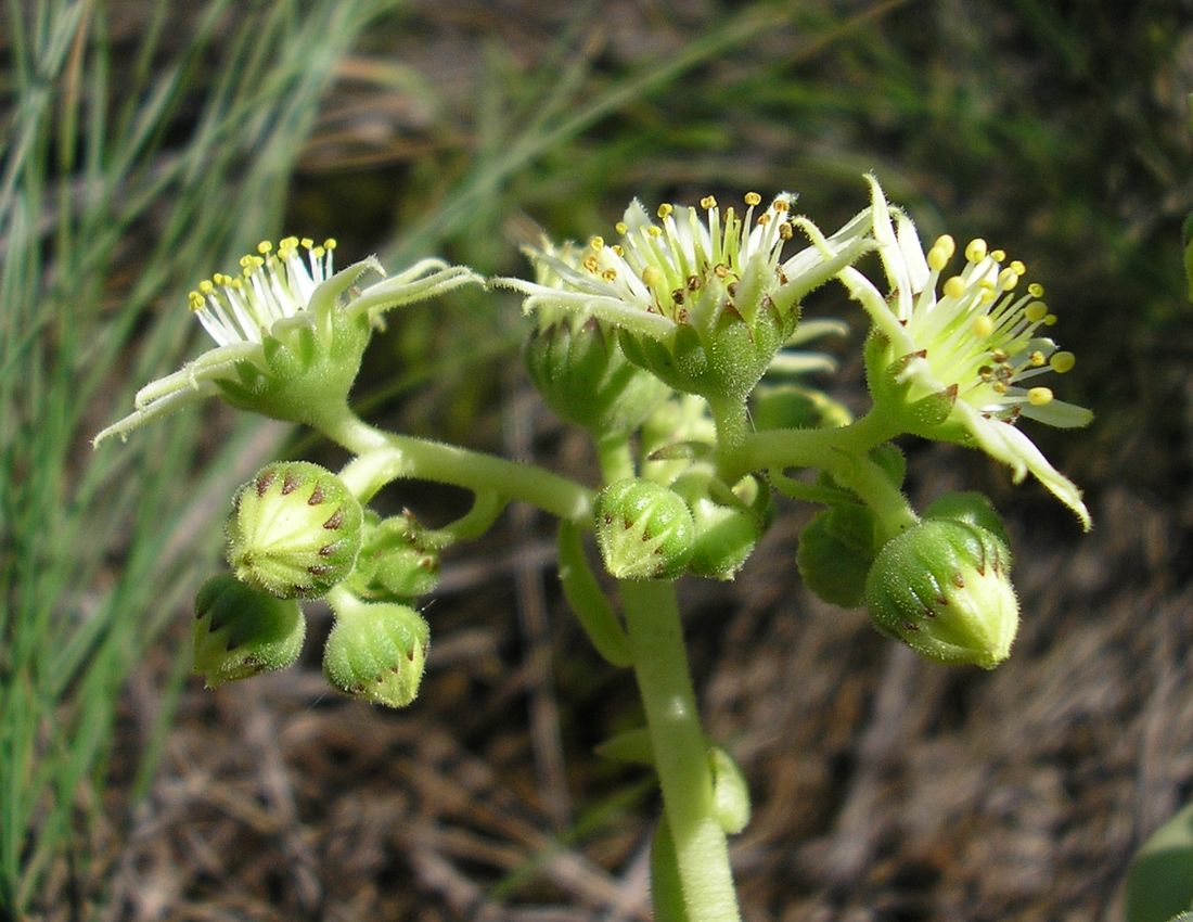 Image of Sempervivum ruthenicum specimen.