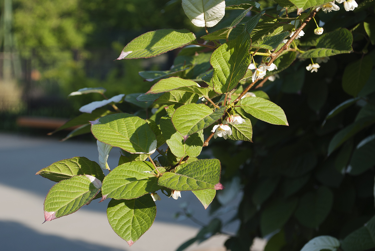 Image of Actinidia kolomikta specimen.