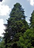 Abies alba. Крона взрослого дерева. Сербия, национальный парк Тара, плоскогорье Равна Тара, смешанный лес. 08.07.2019.