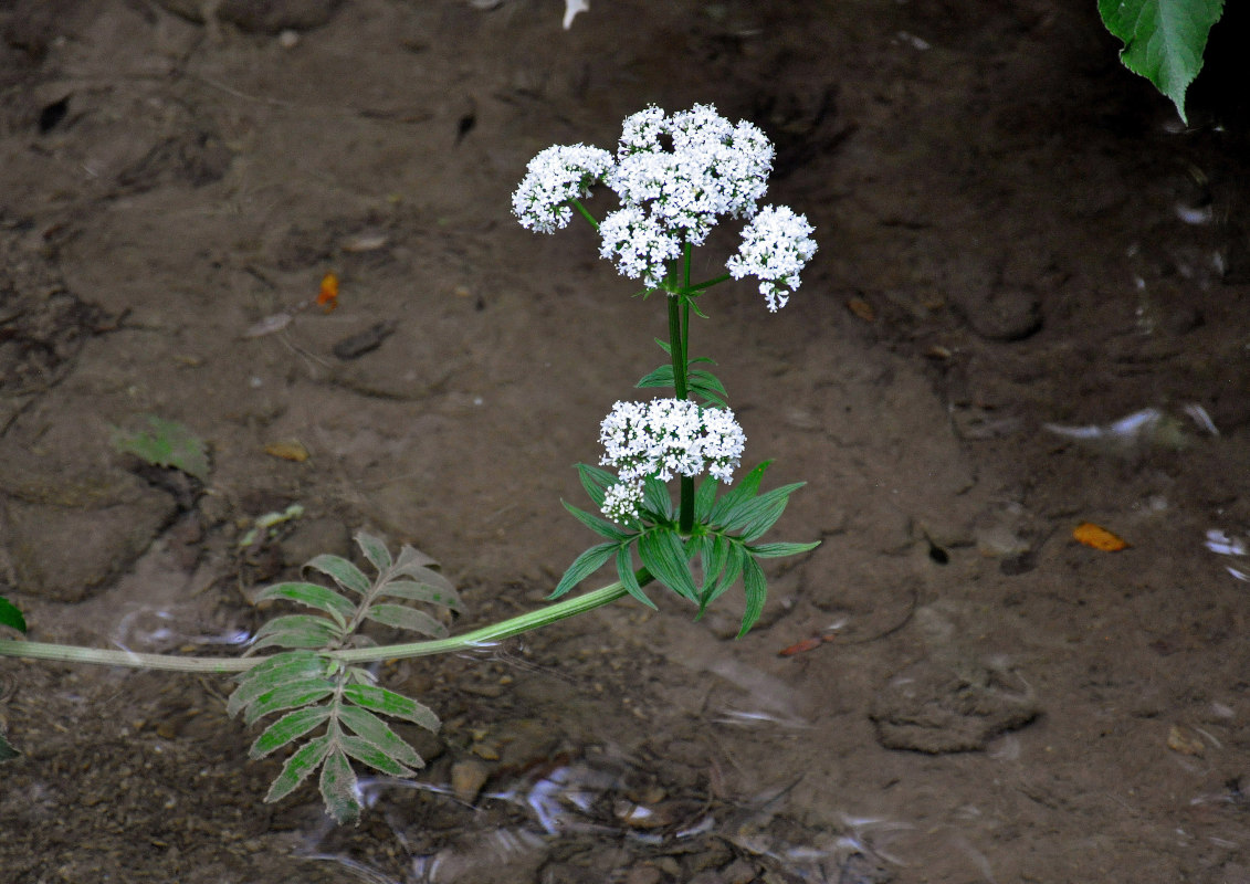 Image of genus Valeriana specimen.