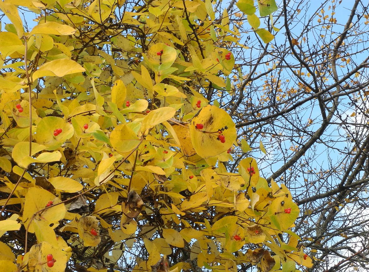 Image of Lonicera &times; tellmanniana specimen.