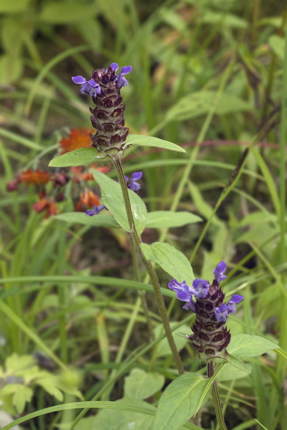 Изображение особи Prunella japonica.