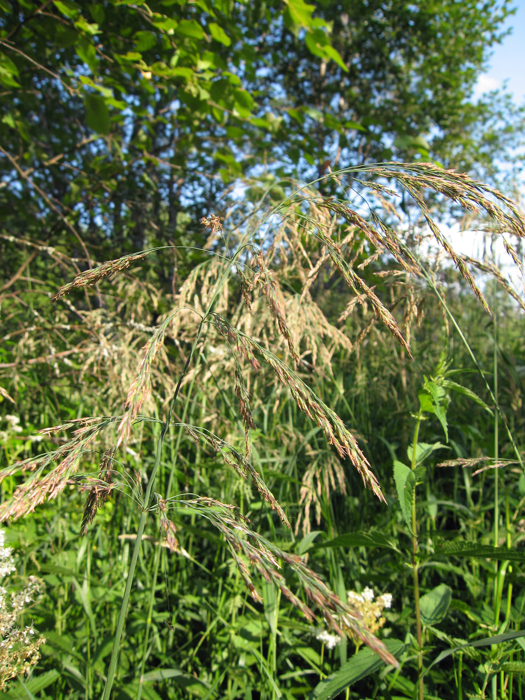 Image of Calamagrostis langsdorffii specimen.