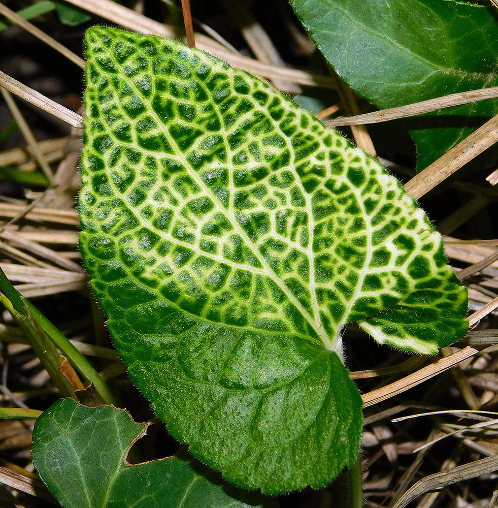 Image of Viola dehnhardtii specimen.