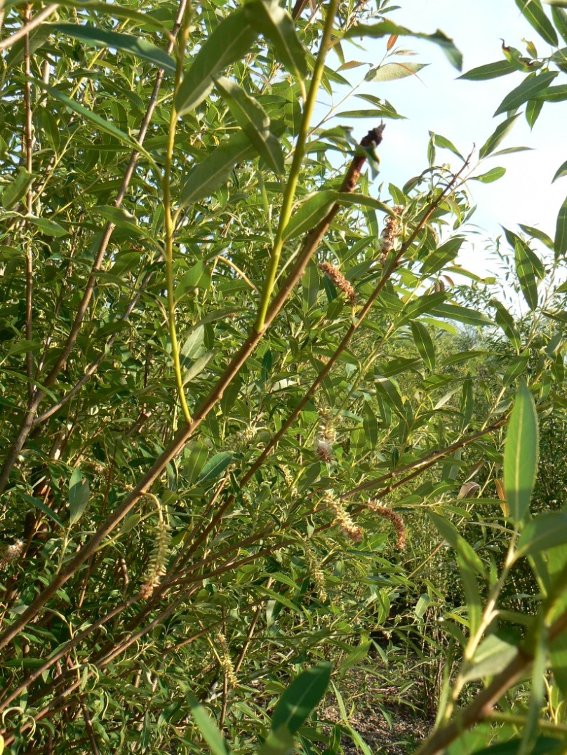 Image of Salix nipponica specimen.