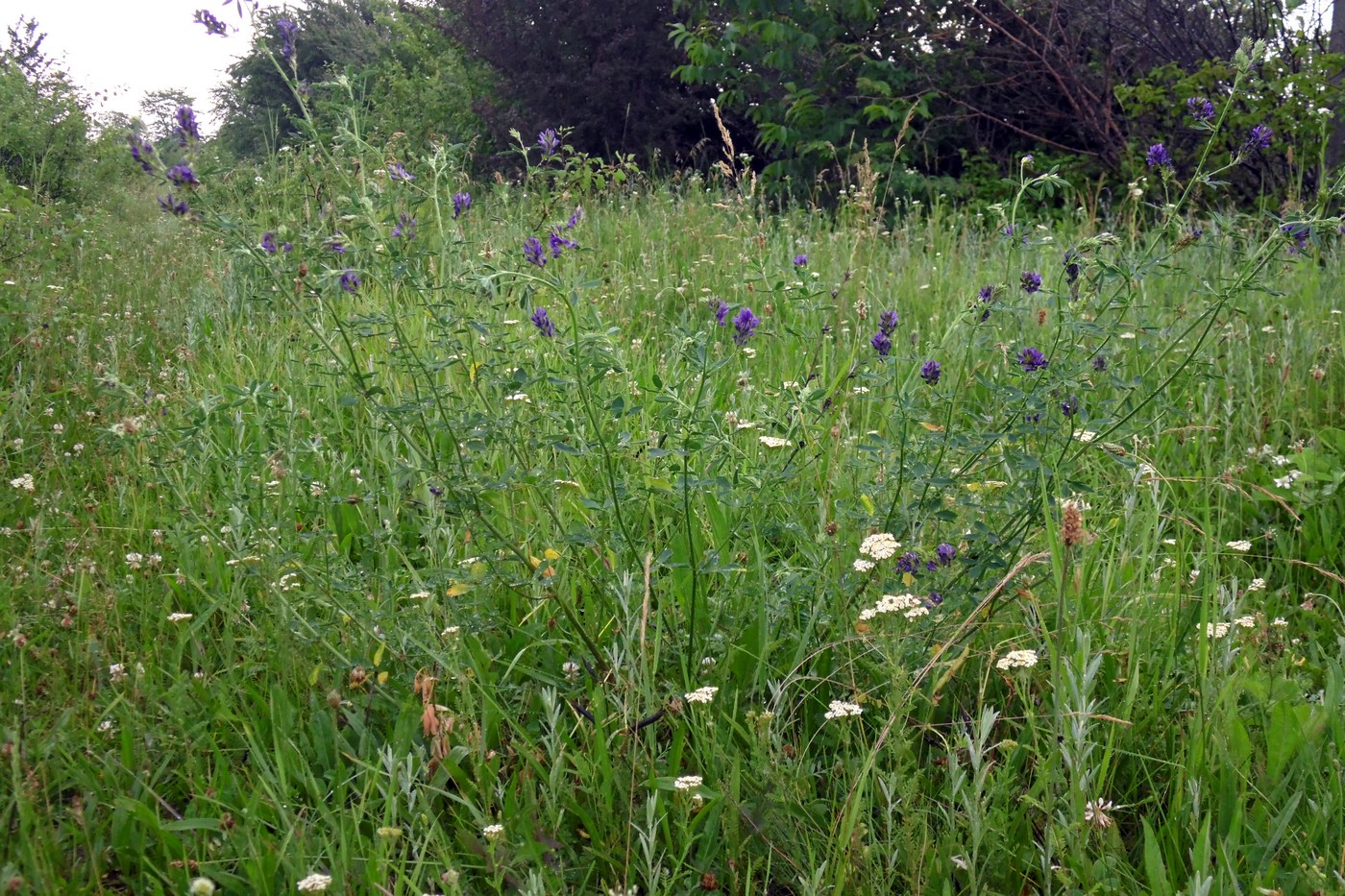 Image of Medicago sativa specimen.