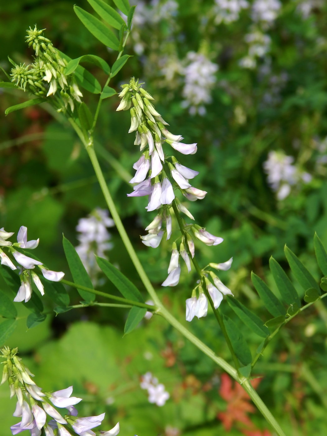 Image of Galega officinalis specimen.