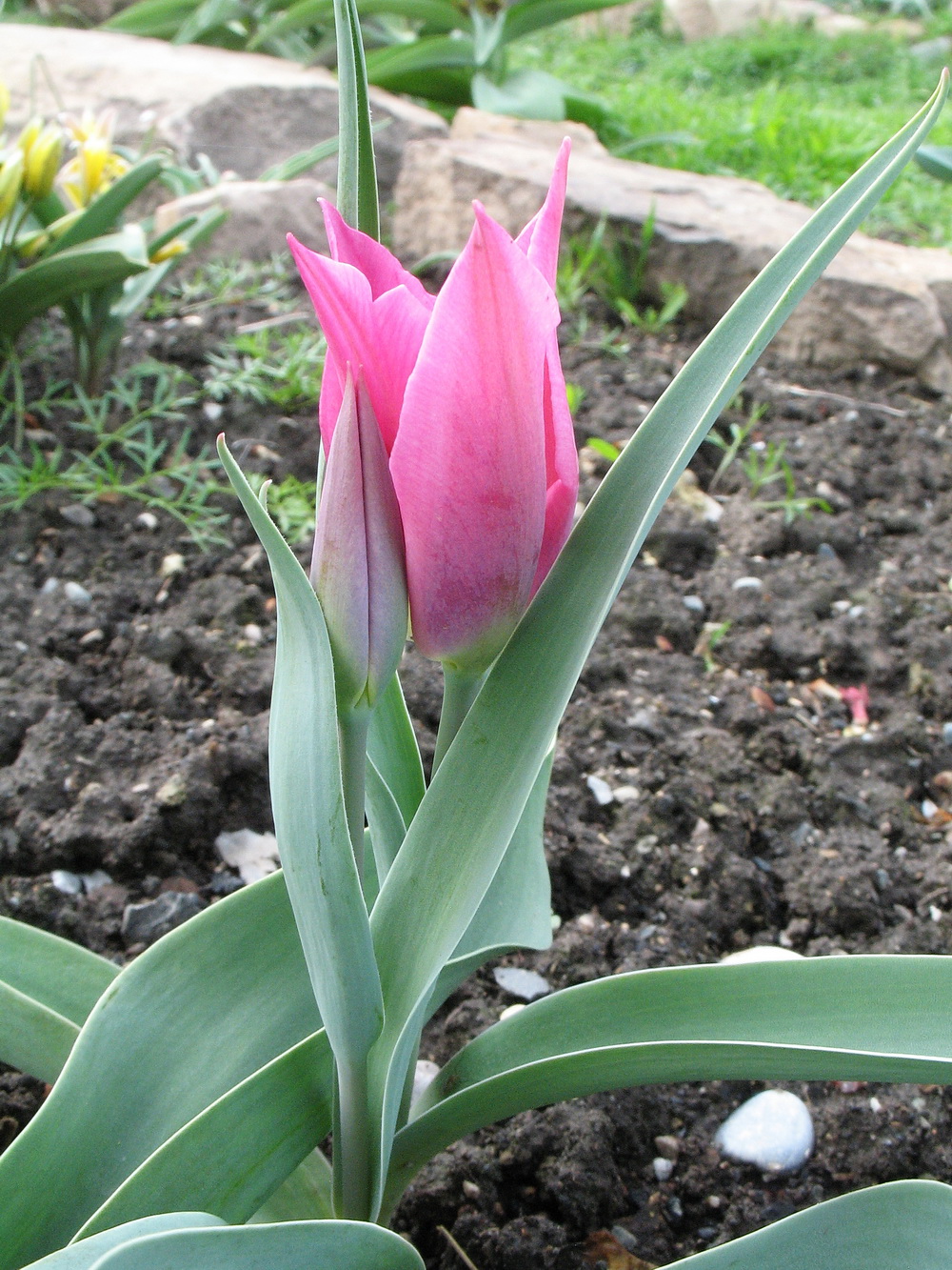 Image of Tulipa suaveolens specimen.