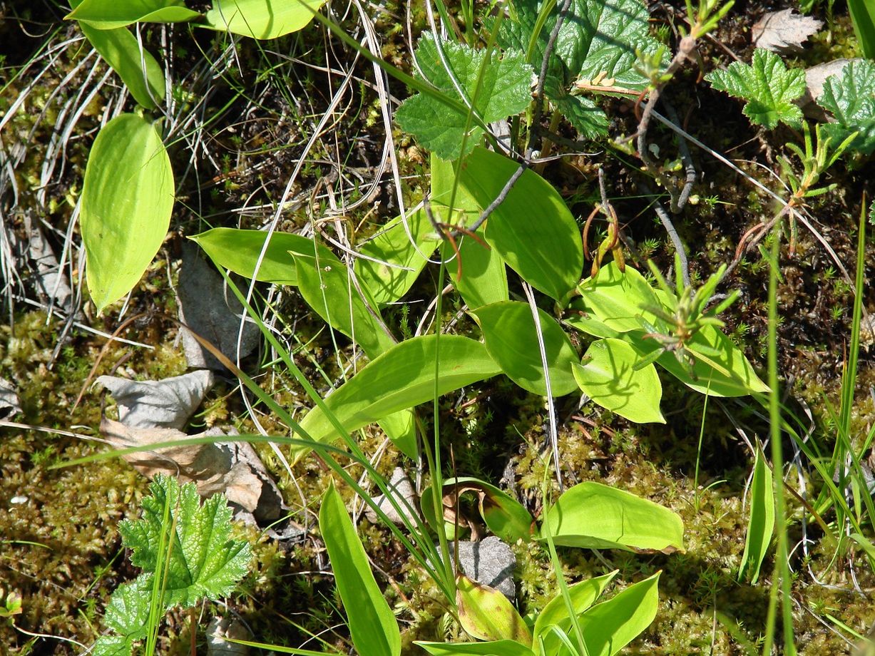 Image of Smilacina trifolia specimen.