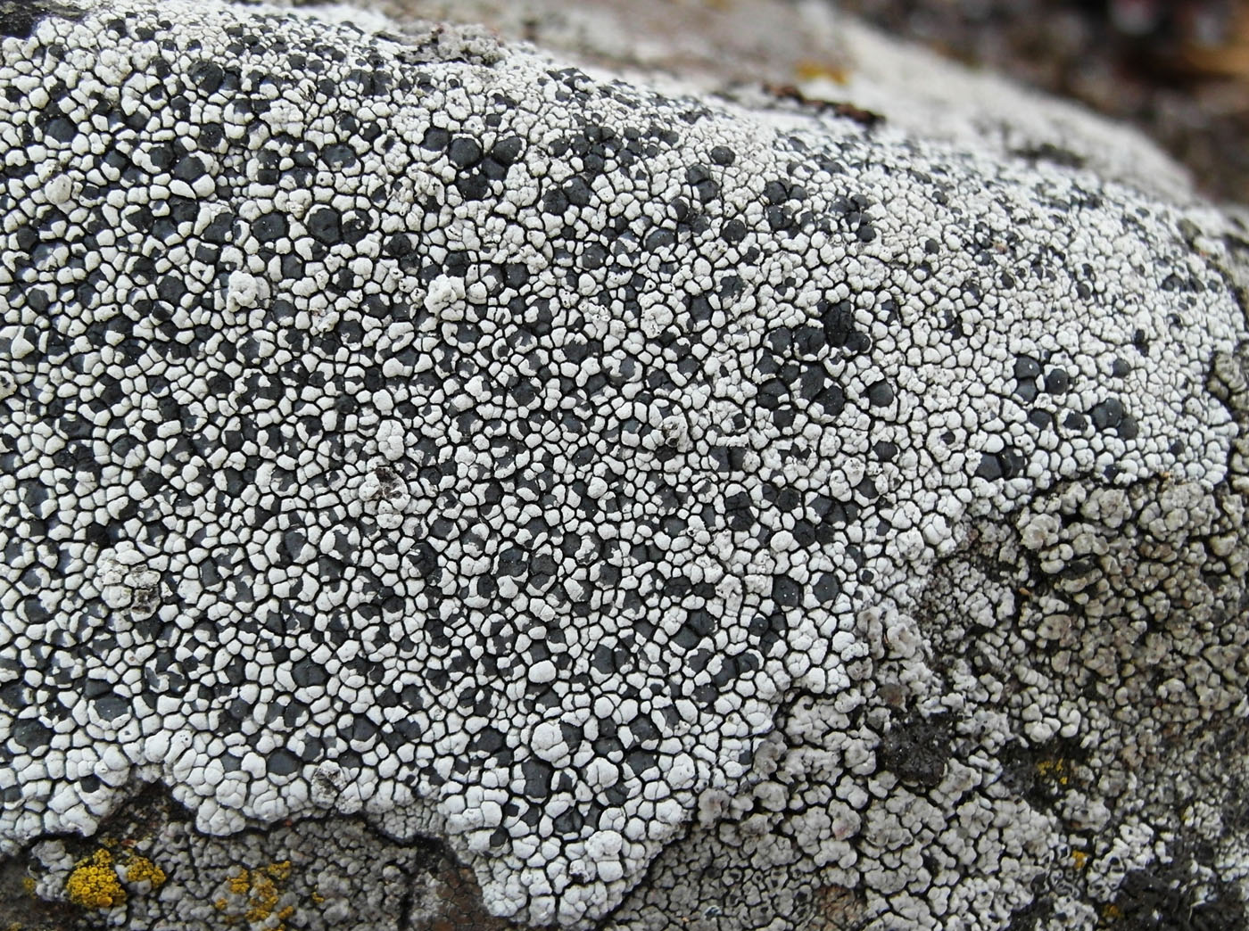 Image of Lecidea tessellata specimen.