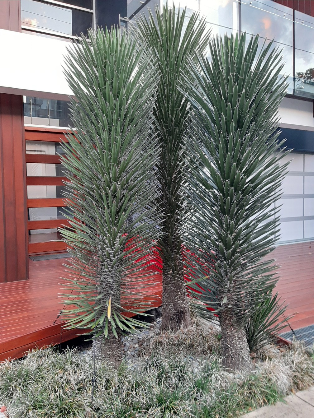 Image of Yucca filifera specimen.