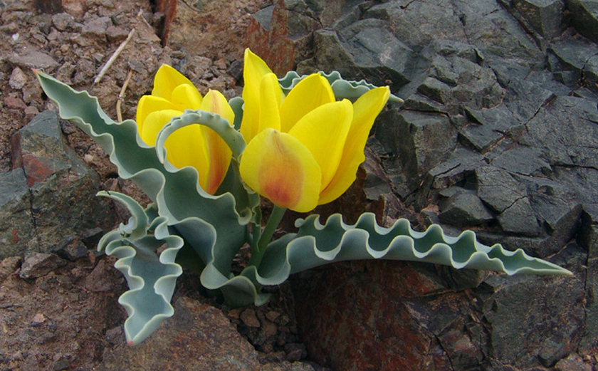 Image of Tulipa alberti specimen.