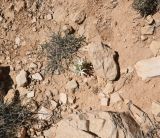 Ornithogalum neurostegium