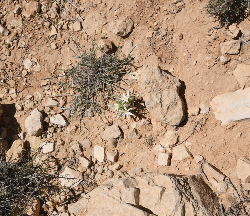 Изображение особи Ornithogalum neurostegium.