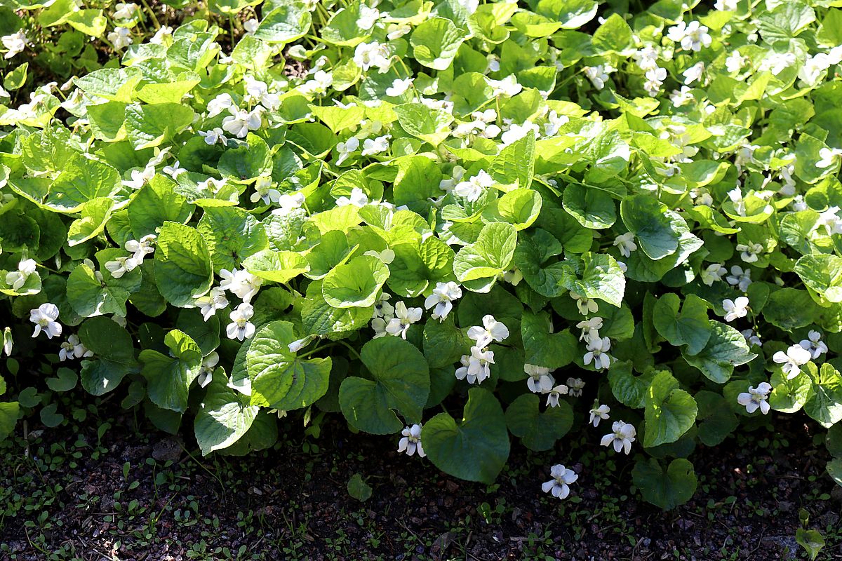 Изображение особи Viola alba.