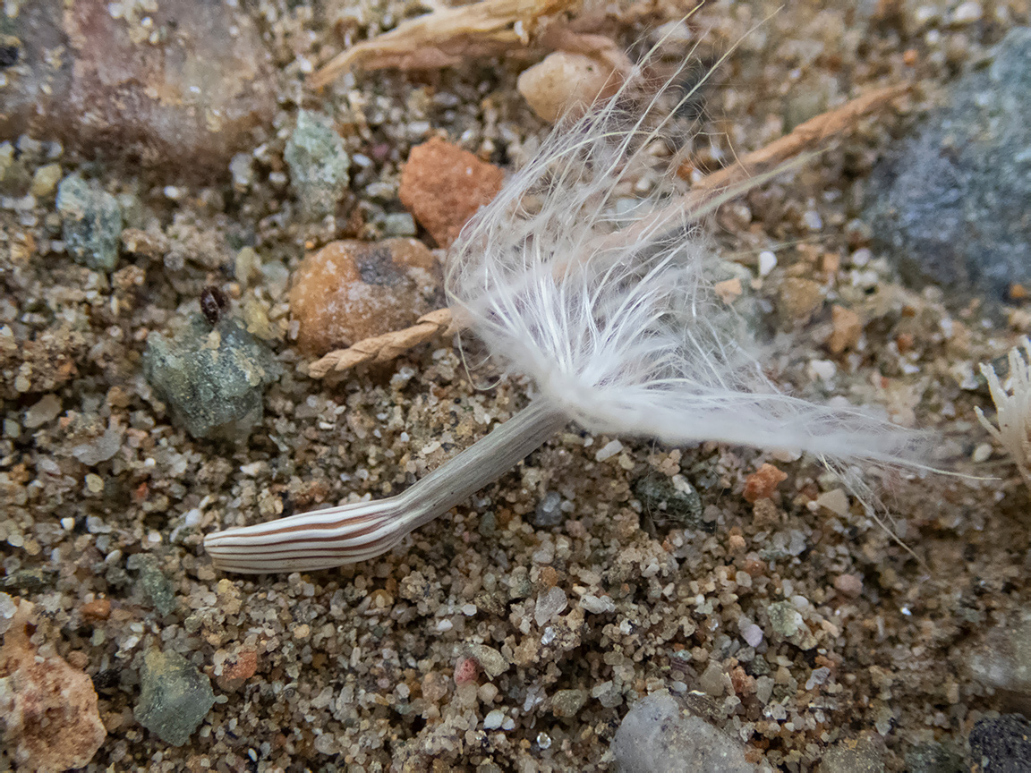 Image of Scorzonera cana specimen.