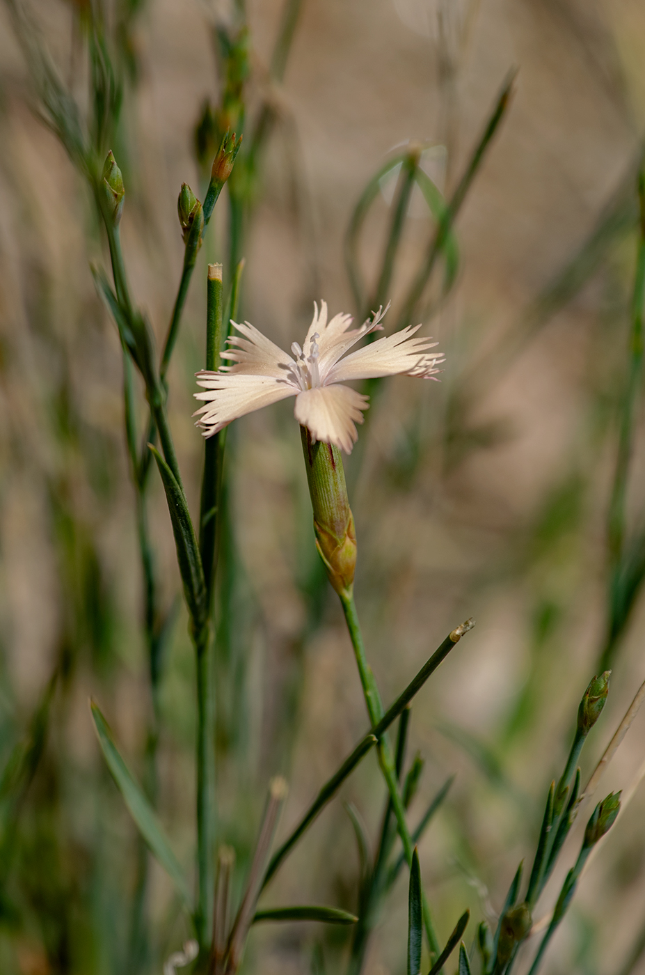 Image of genus Dianthus specimen.