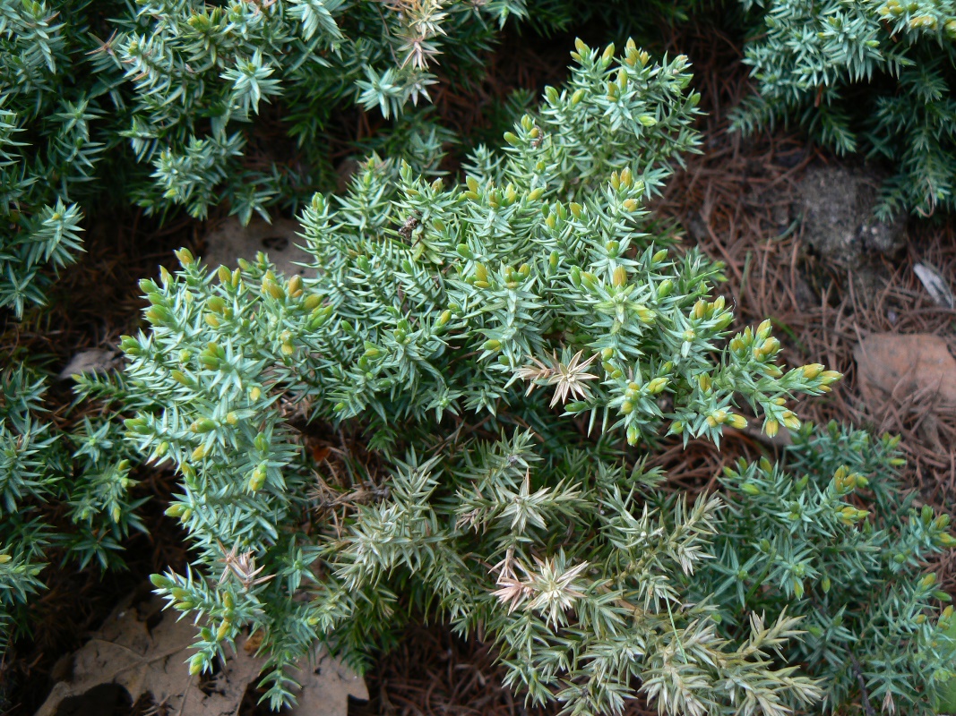 Изображение особи Juniperus communis var. saxatilis.