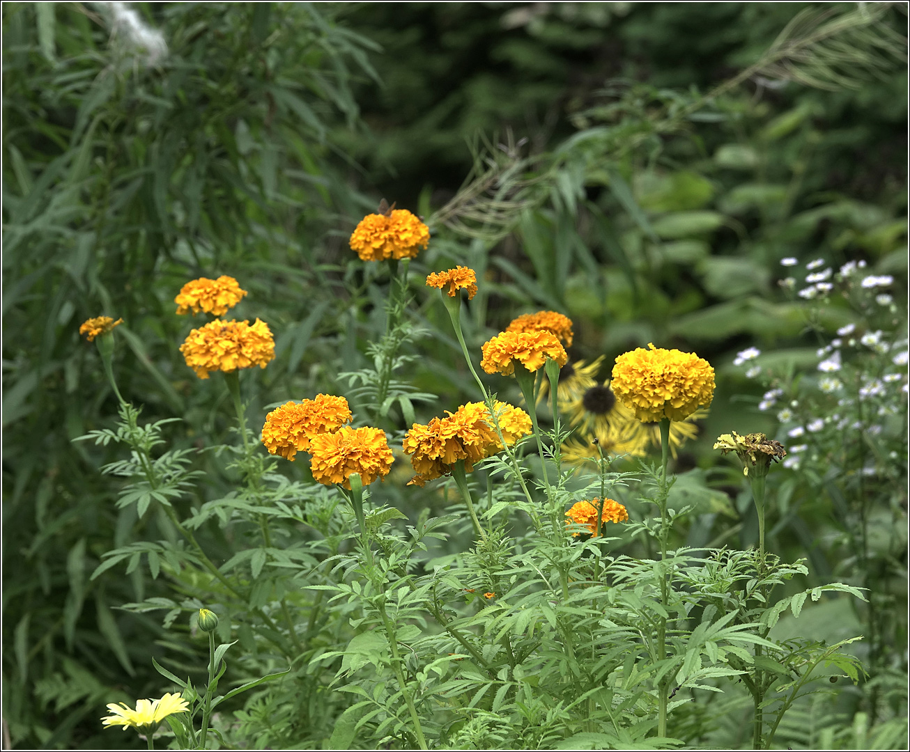 Image of Tagetes erecta specimen.