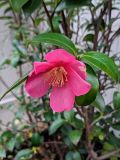 Camellia japonica