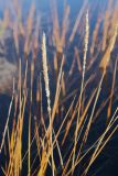 Calamagrostis neglecta