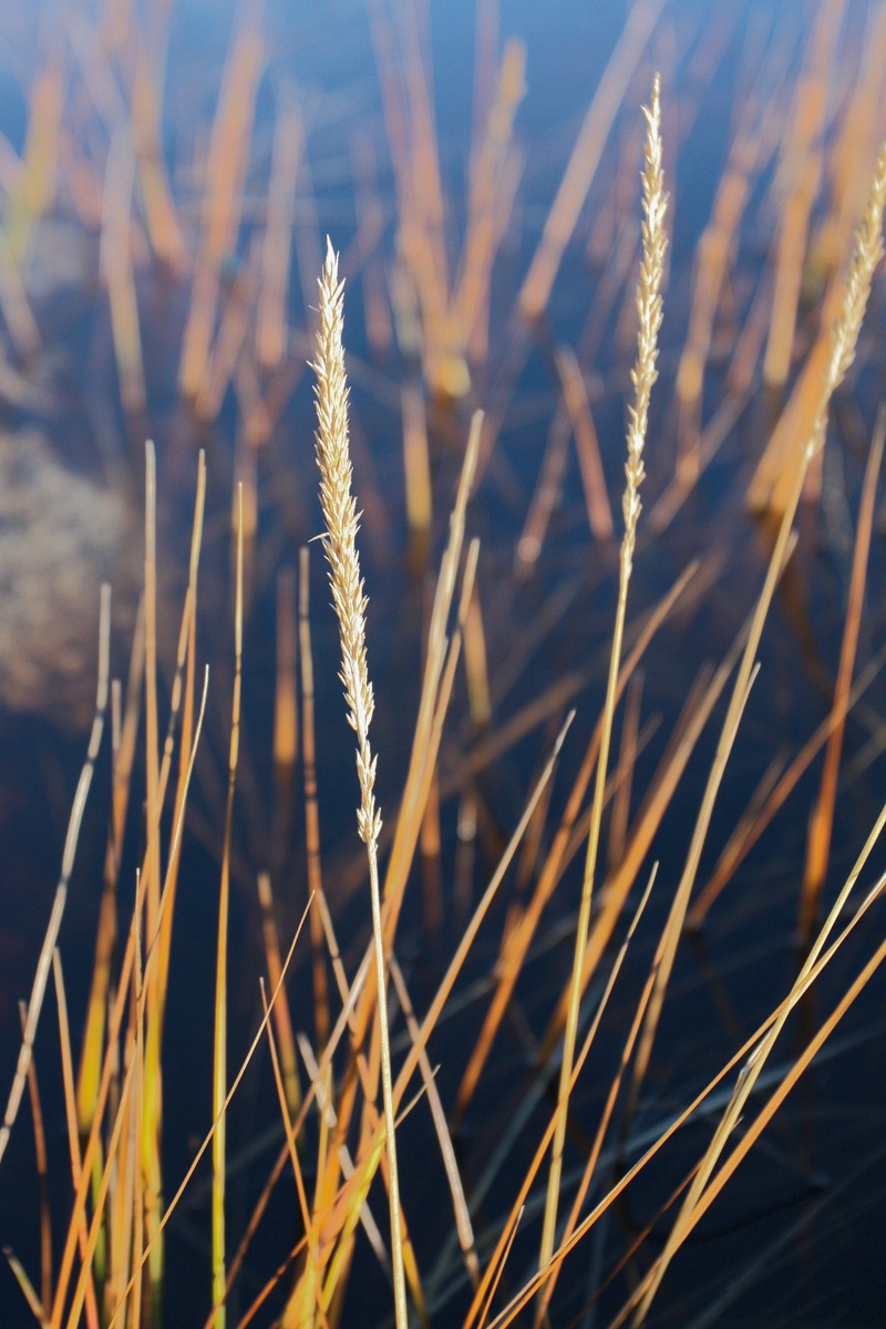 Изображение особи Calamagrostis neglecta.